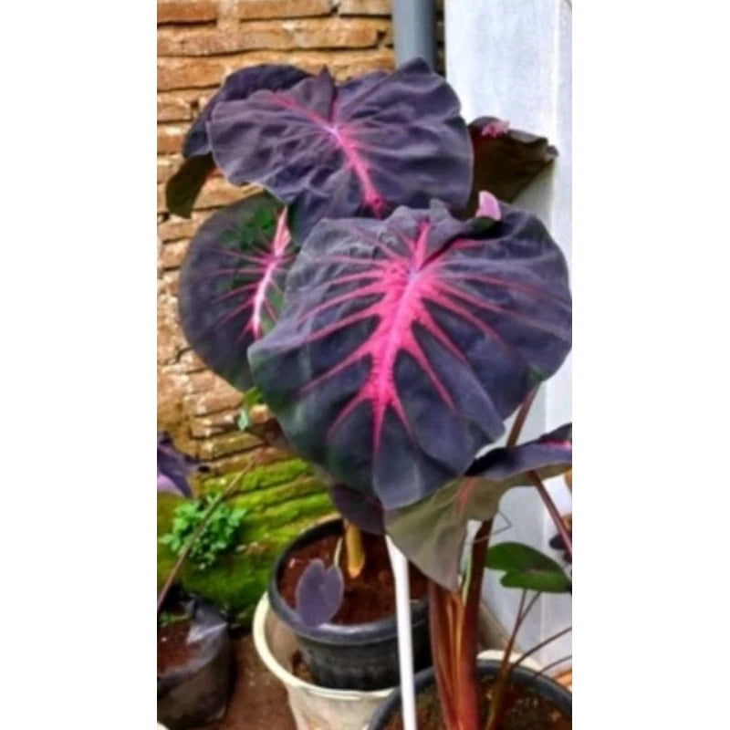 Colocasia Red Devil (Colocasia red) live botanical specimen