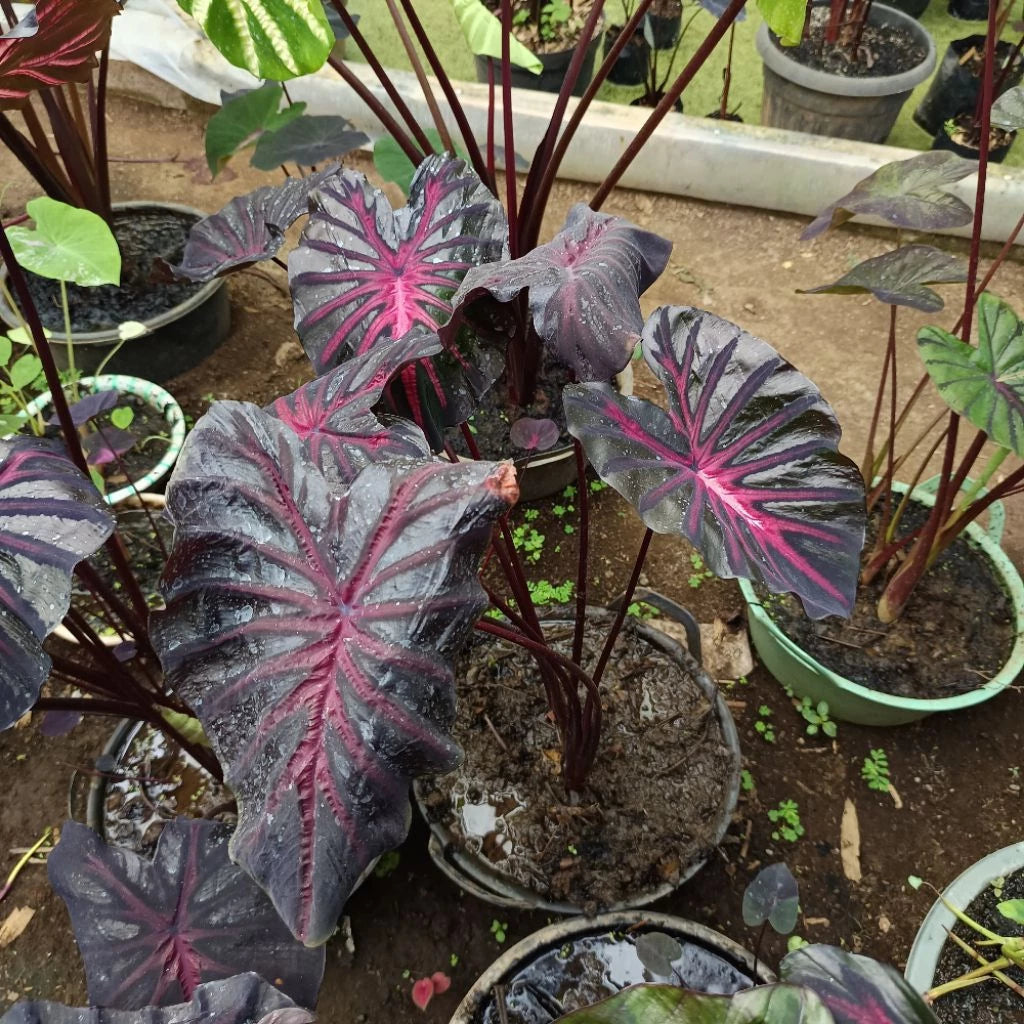 Colocasia The King (Colocasia the) live botanical specimen