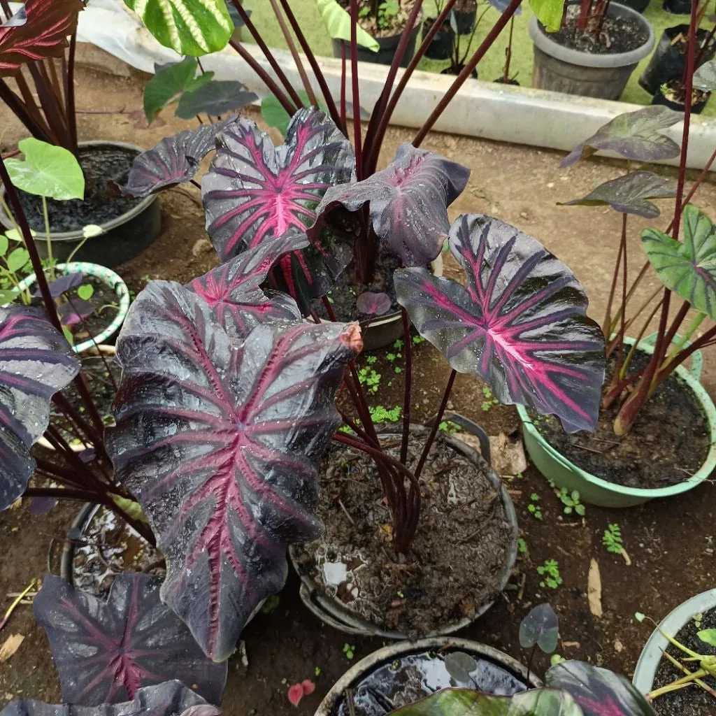 Colocasia The King