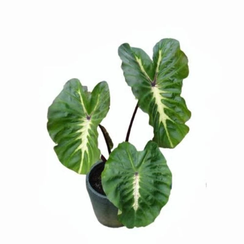 Colocasia White Lava (Colocasia white) live botanical specimen