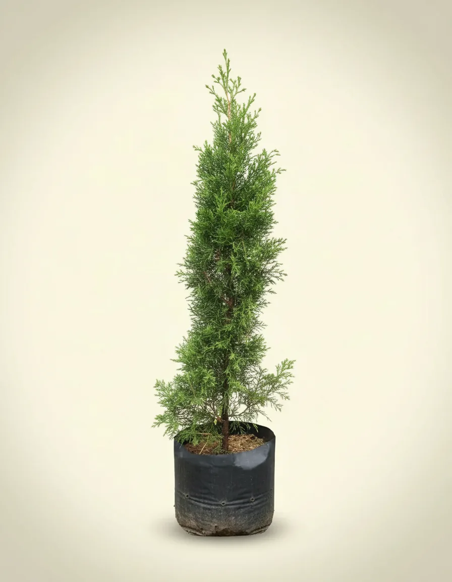 Cupressus Papuanus