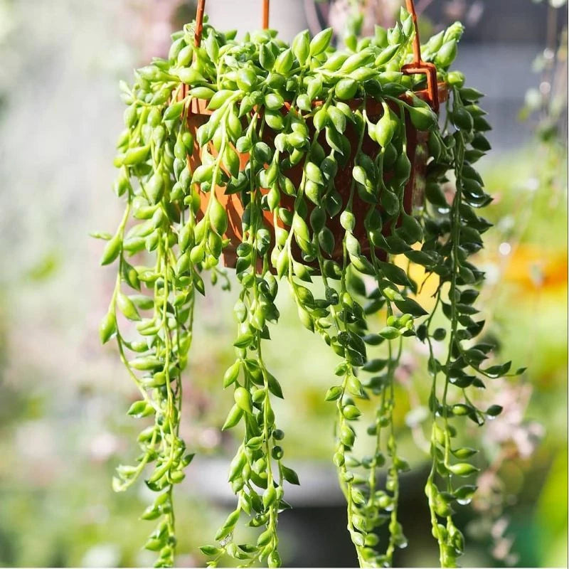 Curio Radicans String Of Banana (Curio radicans) live botanical specimen