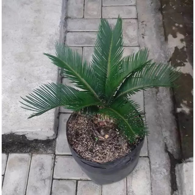 Cycas Revoluta Sago Palm 20 30Cm (Cycas revoluta) live botanical specimen