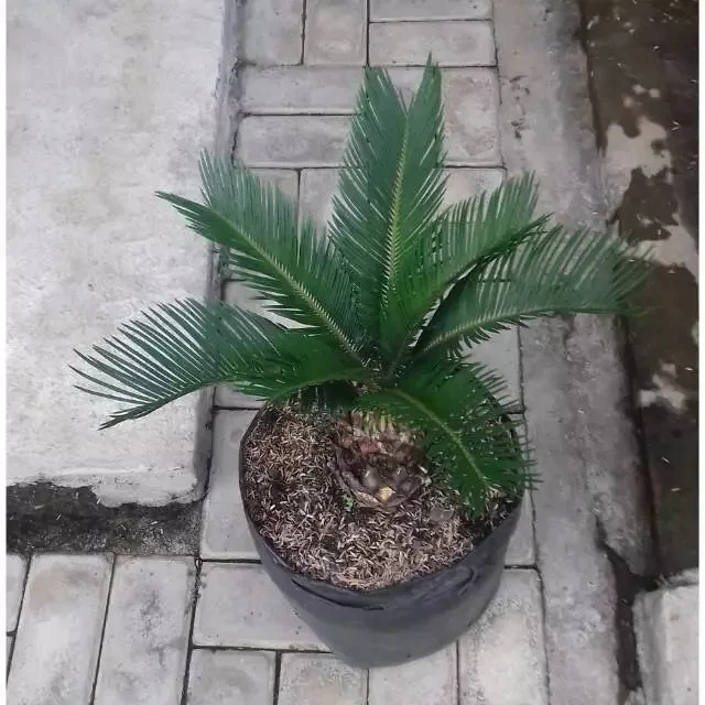 CITES Appendix II: Indonesian Plant Exports