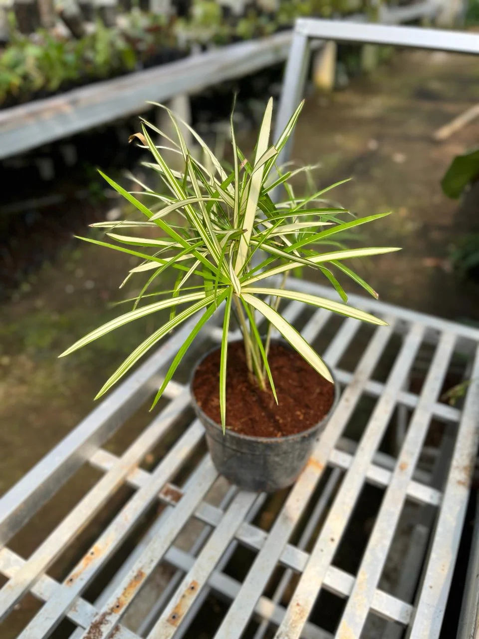 Cyperus White Variegated Medium Size (Cyperus white) live botanical specimen