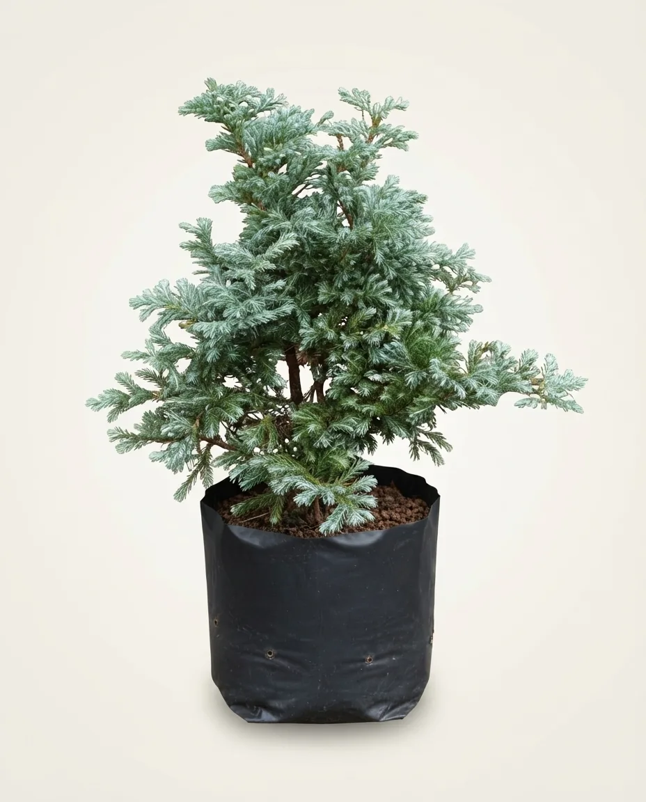 Dacrycarpus Imbricatus (Dacrycarpus imbricatus) live botanical specimen