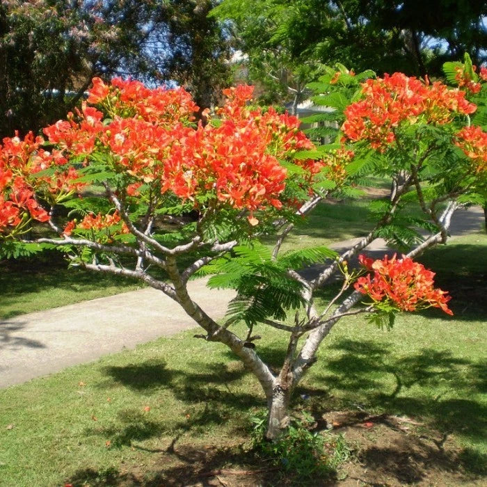Delonix Regia 20 30Cm (Delonix regia) live botanical specimen