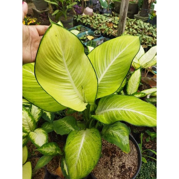 Dieffenbachia Bangkok