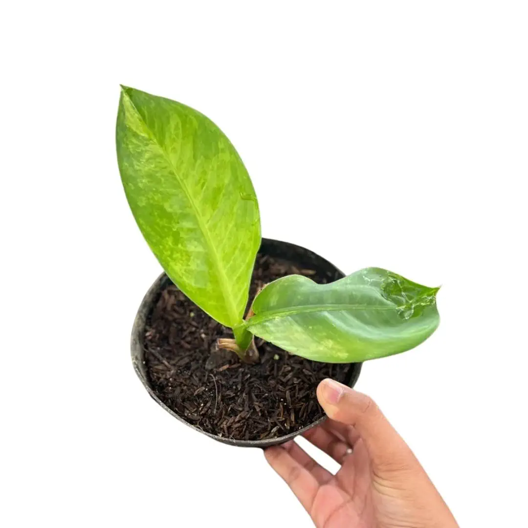 Dieffenbachia Big Ben
