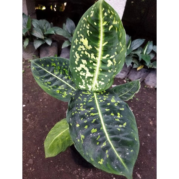 Dieffenbachia Reflector (Dieffenbachia reflector) live botanical specimen