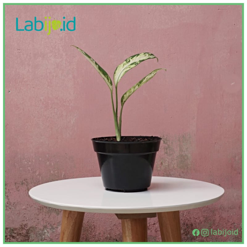 Dieffenbachia Variegate