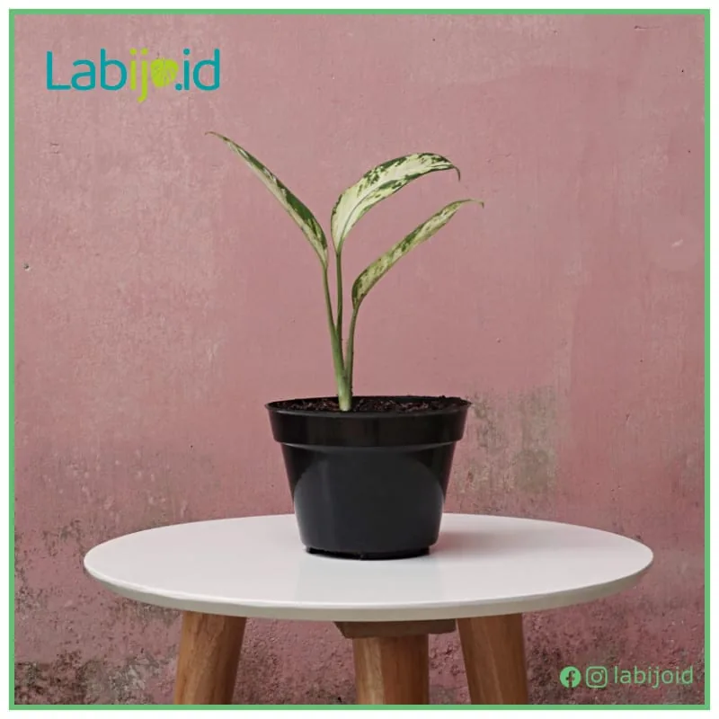 Dieffenbachia Variegate