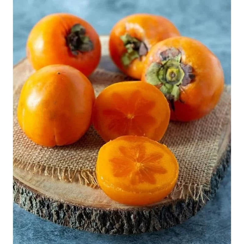 Diospyros Kaki (Diospyros kaki) live botanical specimen