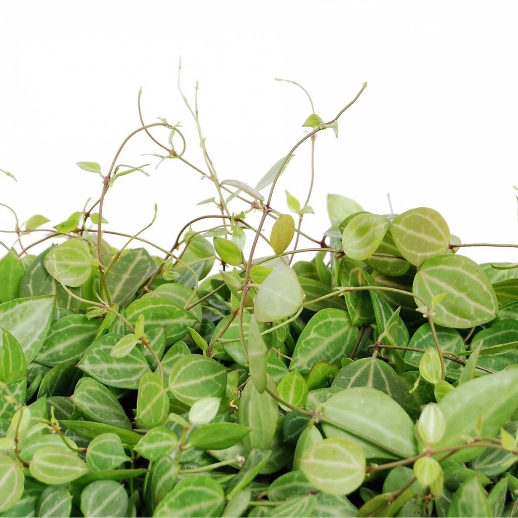 Dischidia Ovata