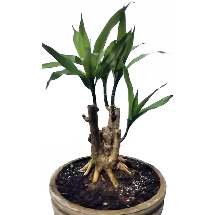 Dracaena Angustifolia 4 Leaves