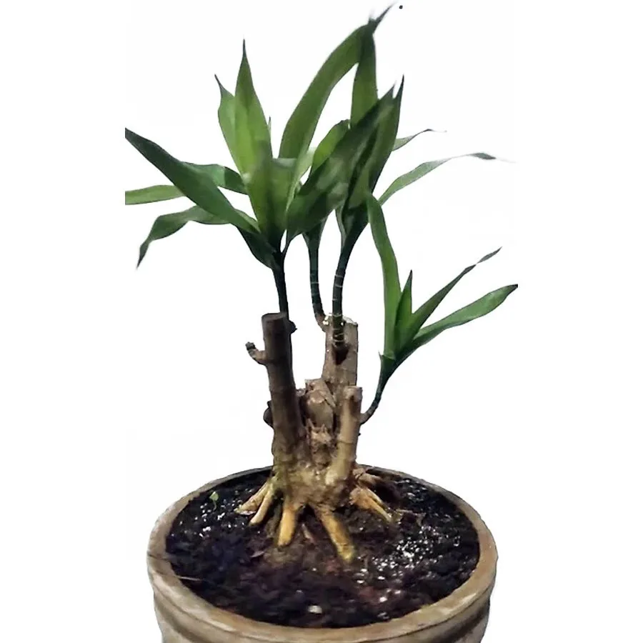 Dracaena Angustifolia 4 Leaves