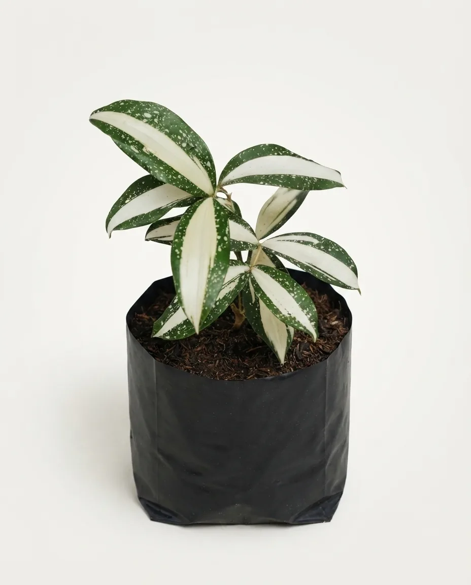 Dracaena Milky Way (Dracaena milky) live botanical specimen