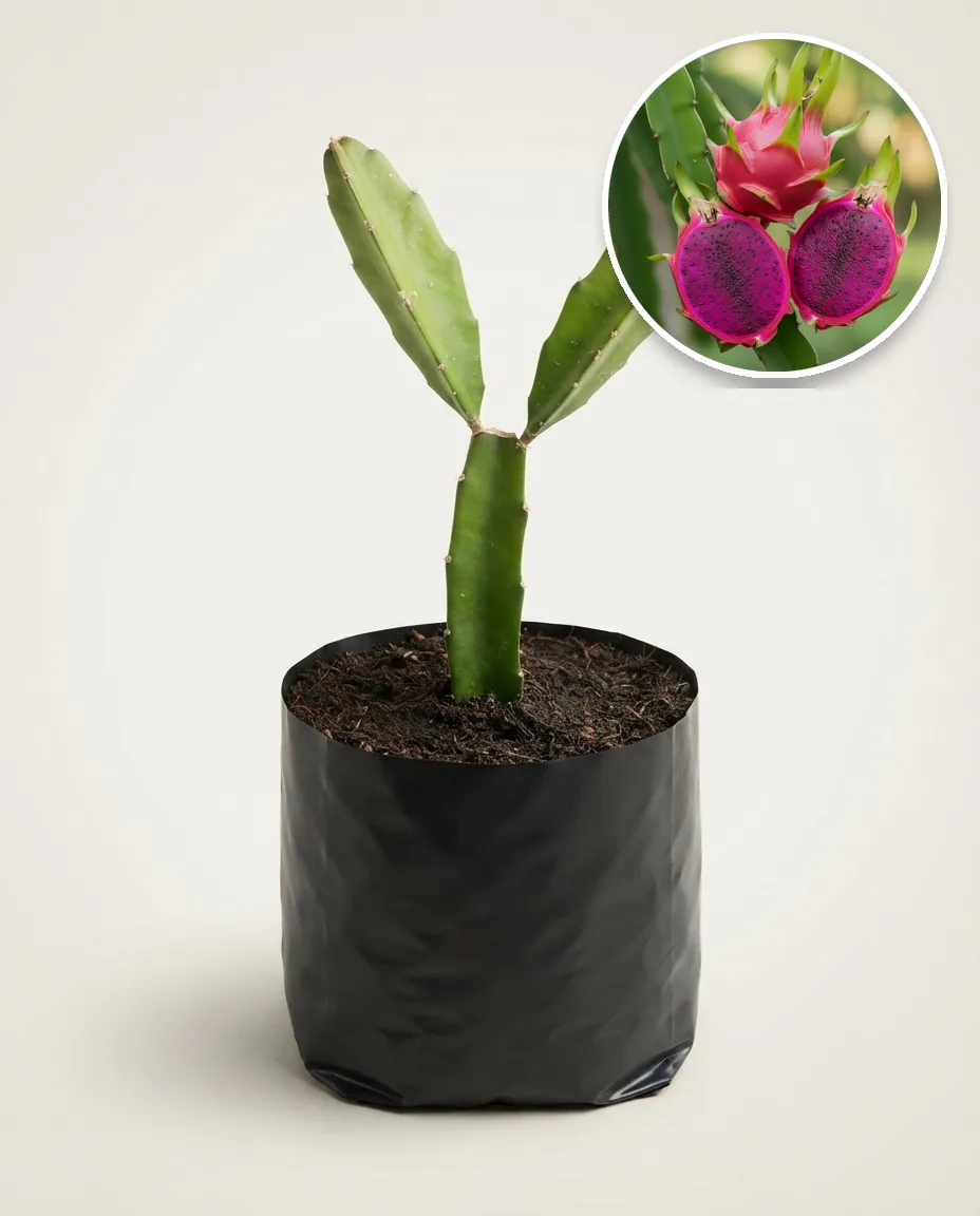 Dragon Fruit Purple Flesh