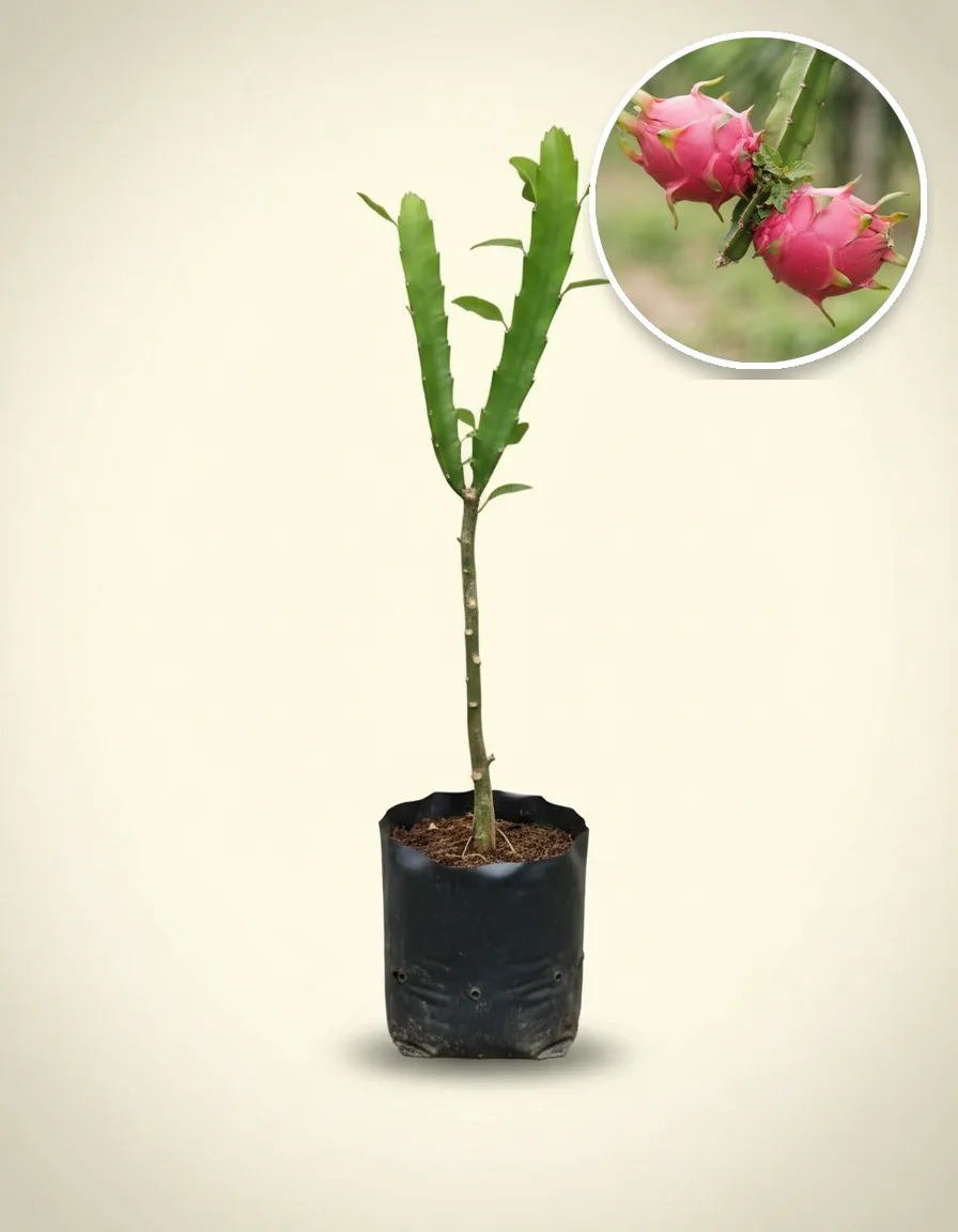Dragon Fruit White Flesh