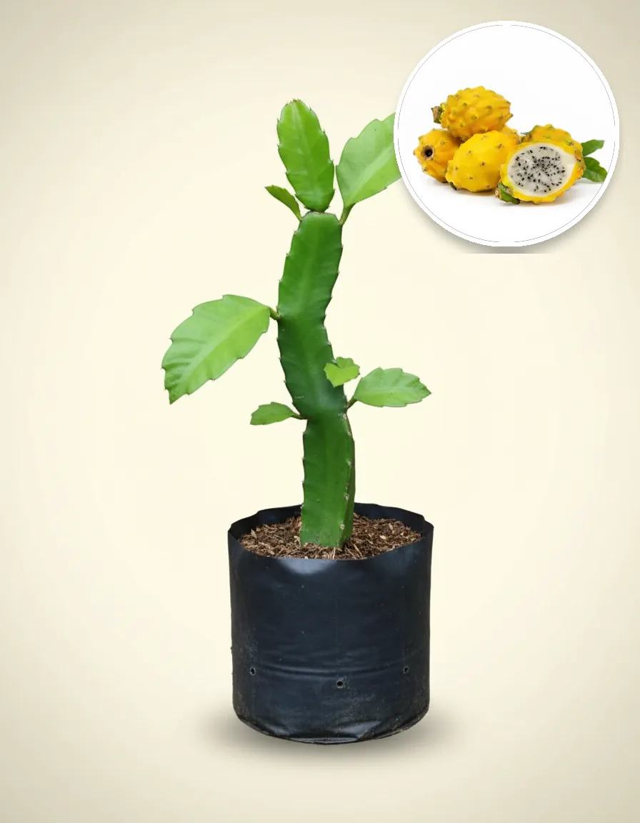 Dragon Fruit Yellow