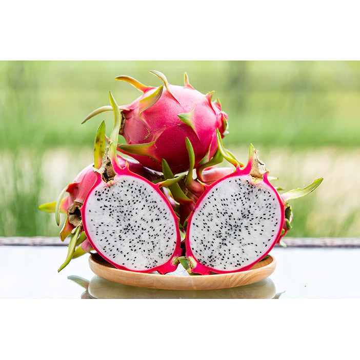 Dragon Fruit (Dragon fruit) live botanical specimen