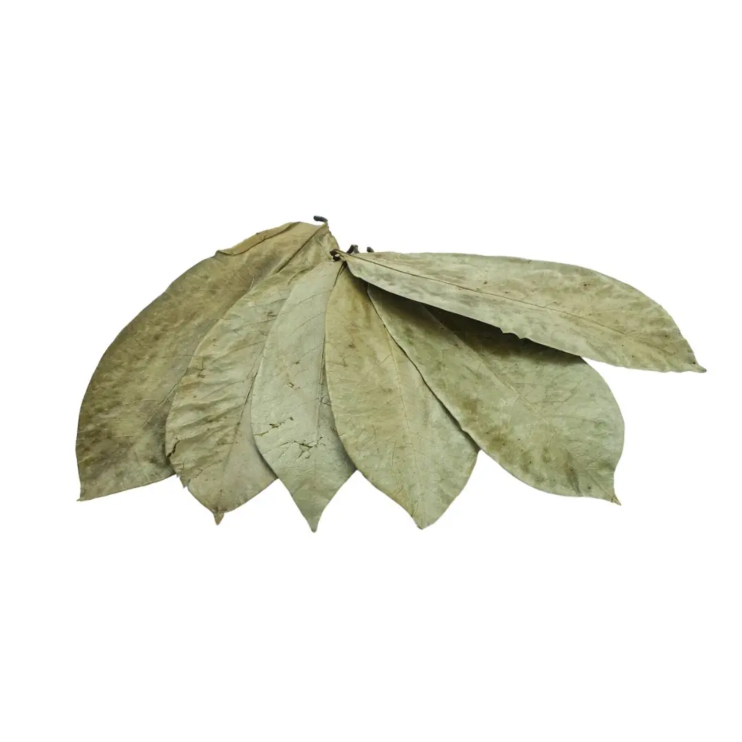 Dried Soursop Leaves (Dried soursop) live botanical specimen