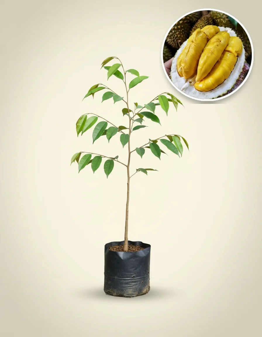 Durian Bawor 2