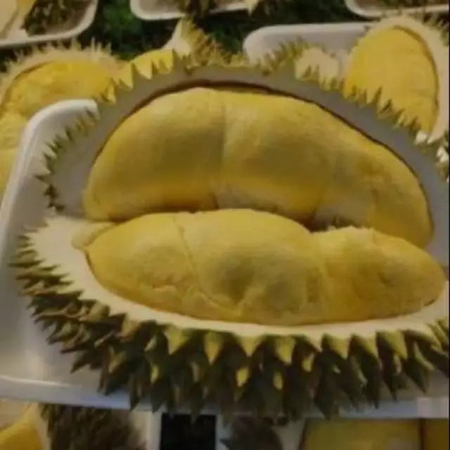 Durian Bawor (Durian bawor) live botanical specimen