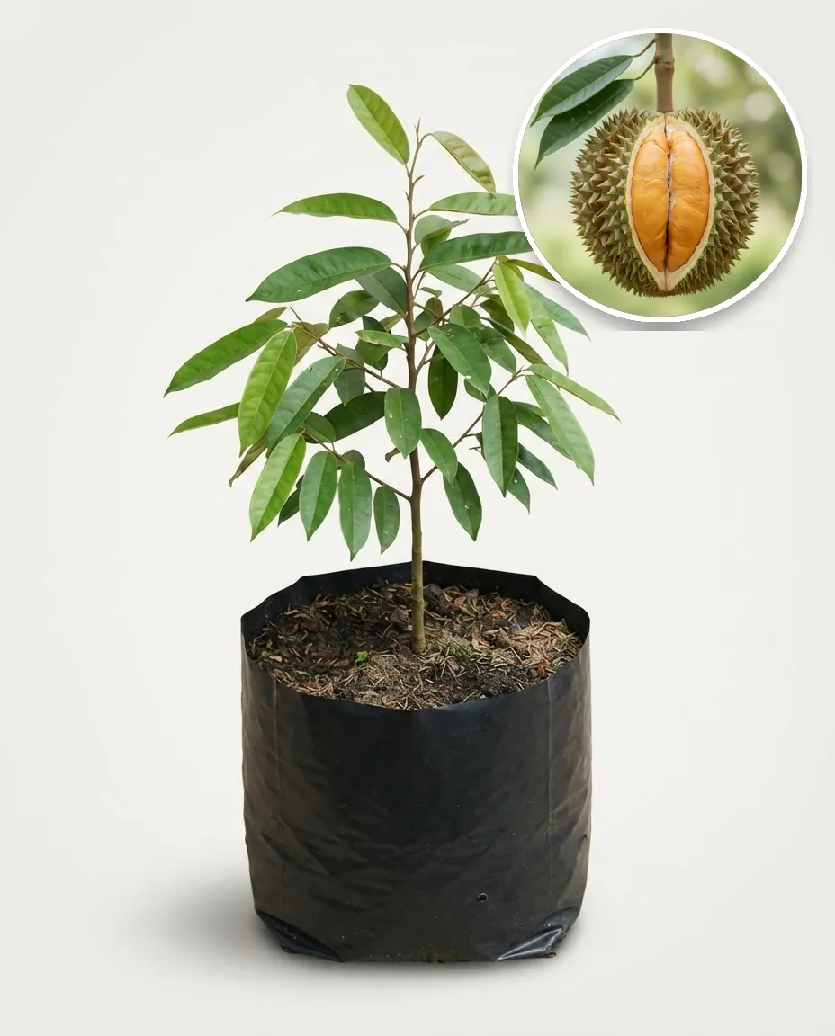 Durian Black Thorn