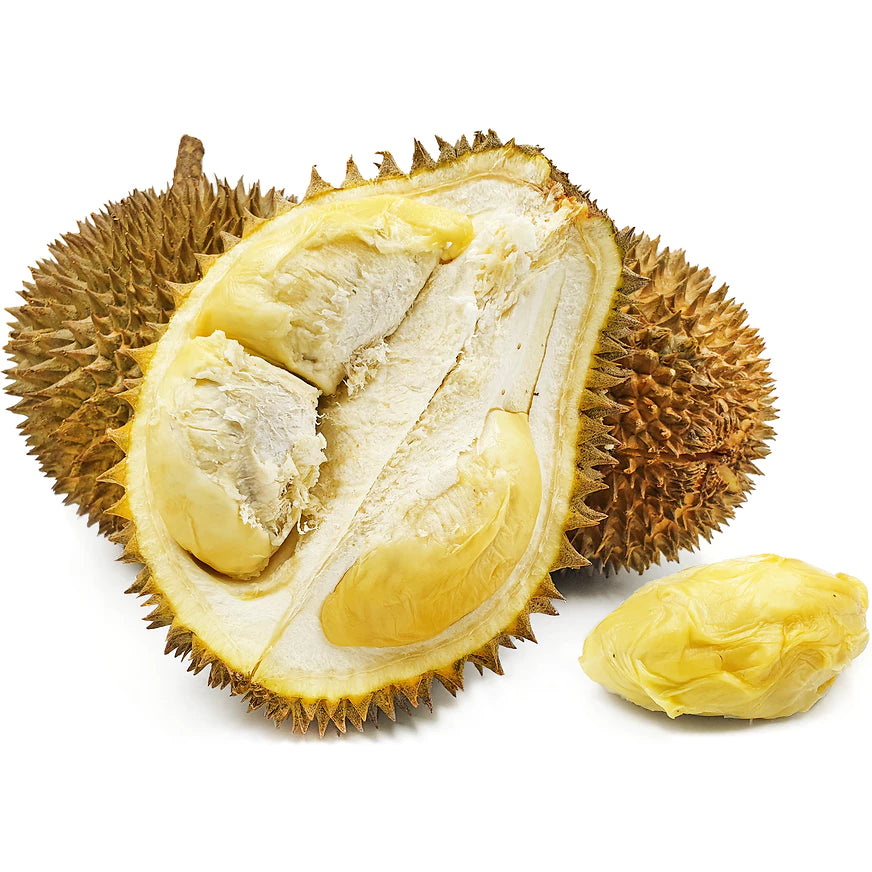 Durian Blackthorn (Durian blackthorn) live botanical specimen