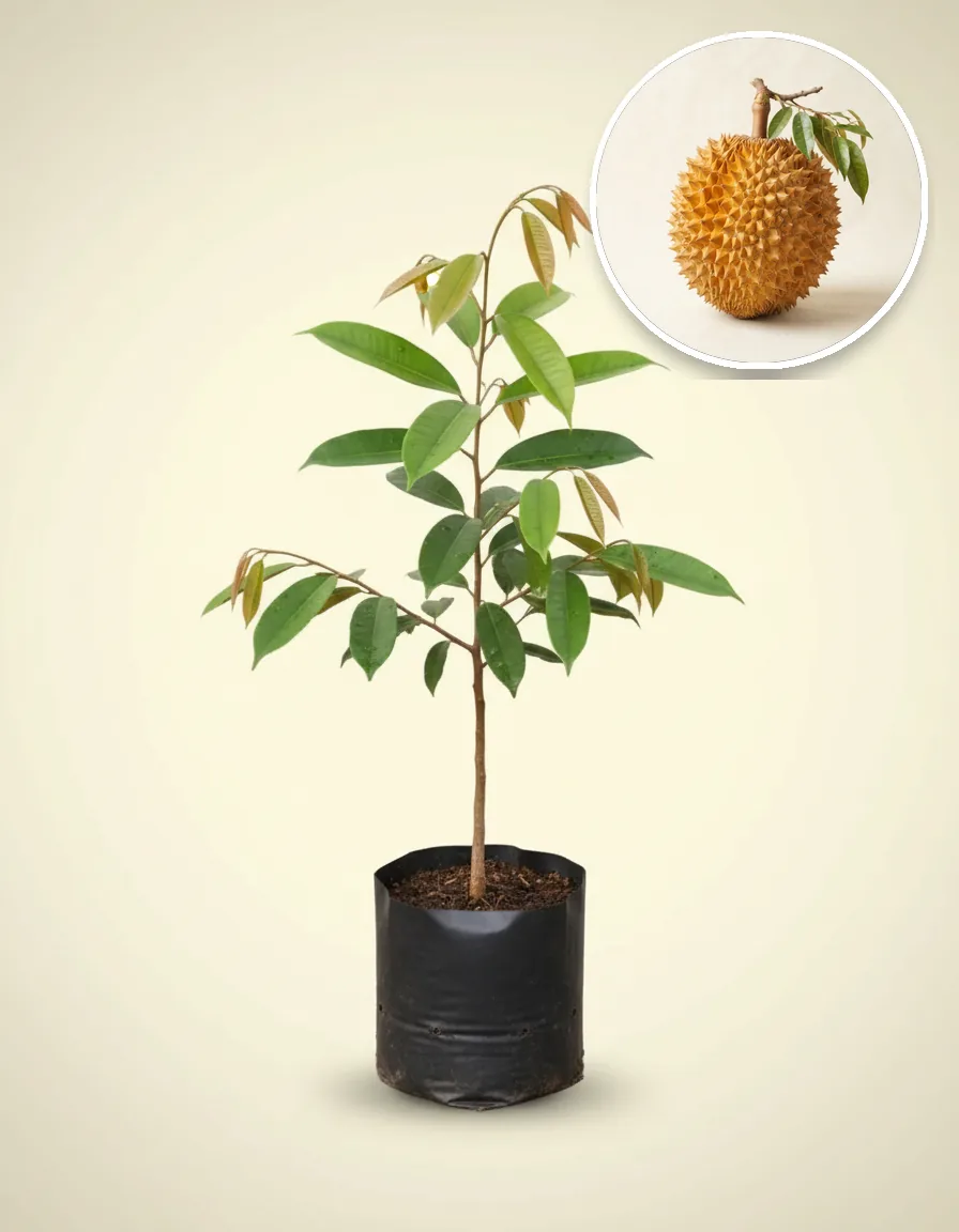 Durian Lay 2