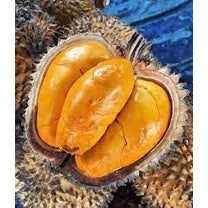 Durian Lay (Durian lay) live botanical specimen