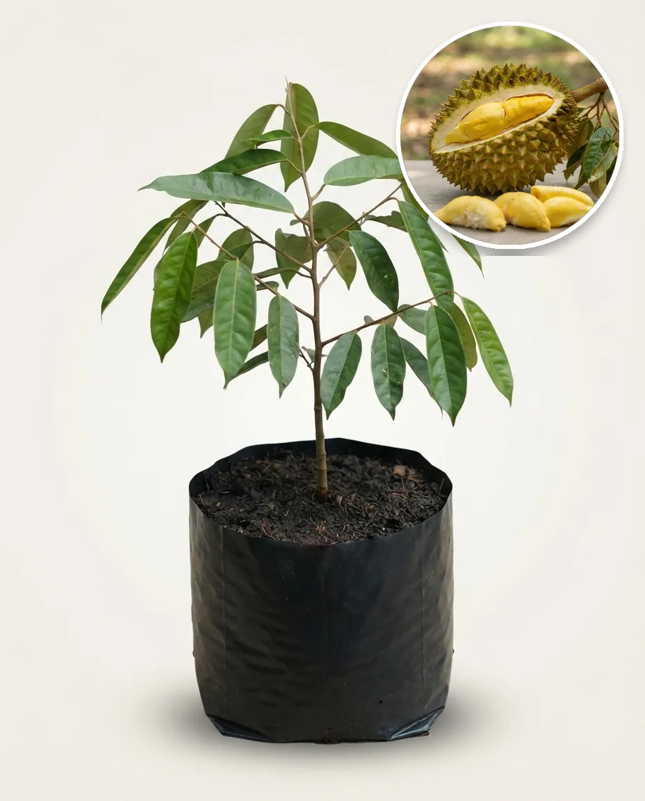 Durian Monthong Thailand (Durian monthong) live botanical specimen