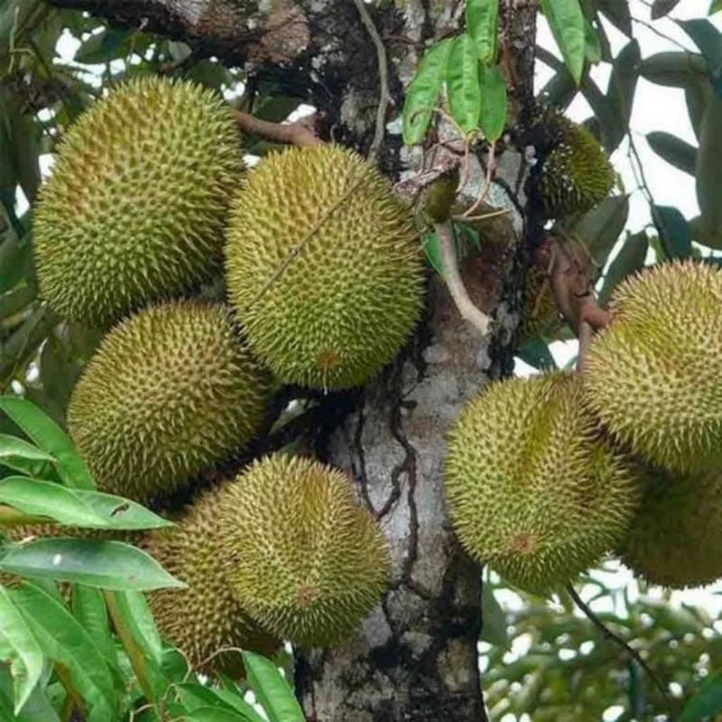 Durian Musaking (Durian musaking) live botanical specimen