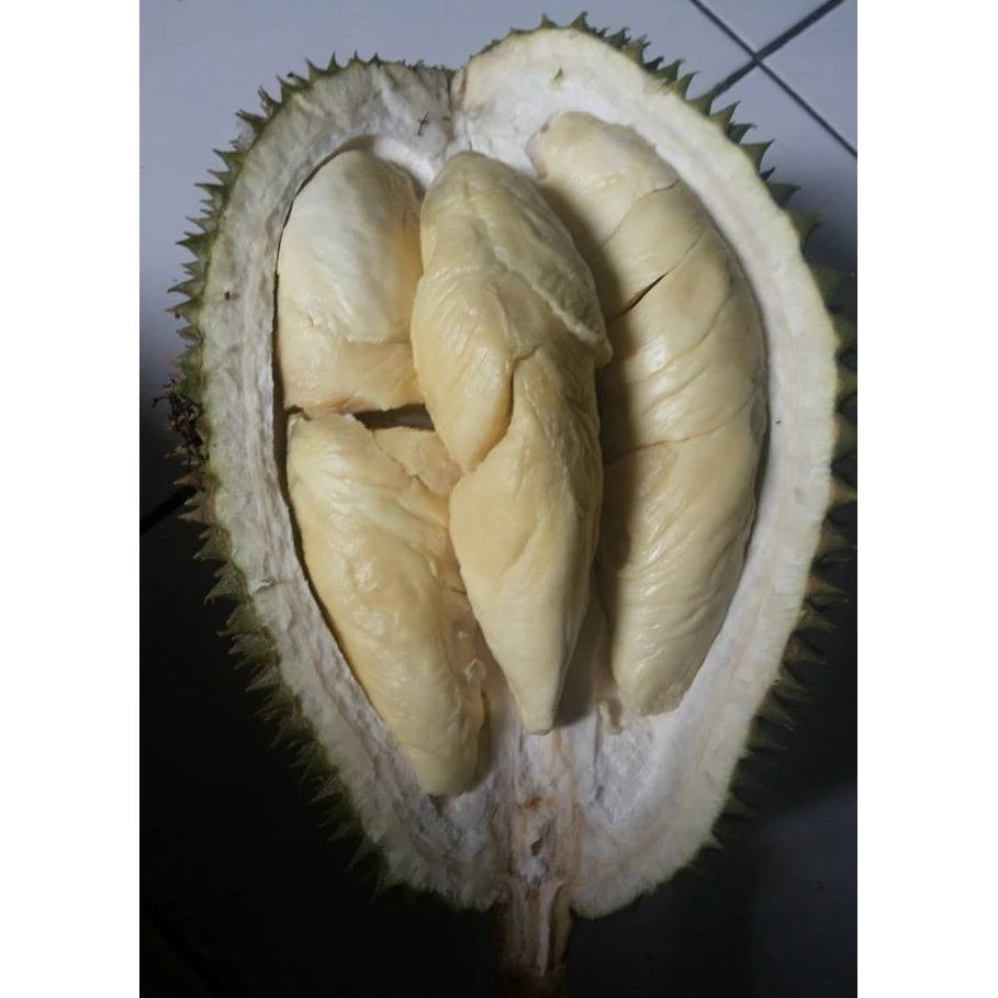 Durian Petruk (Durian petruk) live botanical specimen