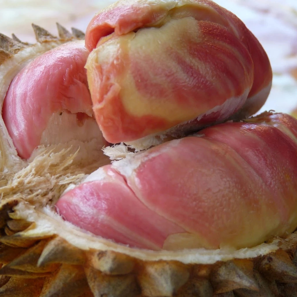 Durian Rainbow (Durian rainbow) live botanical specimen