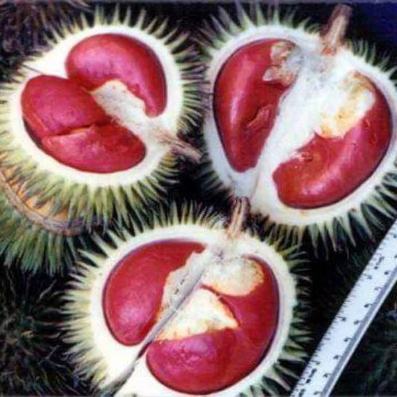 Durian Red (Durian red) live botanical specimen