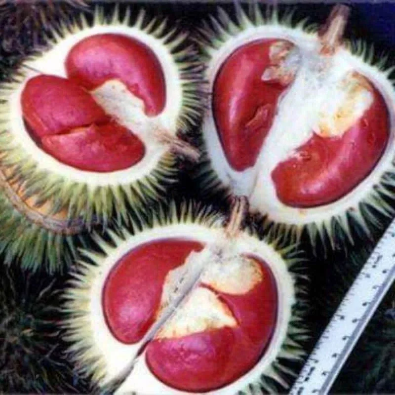 Durian Red