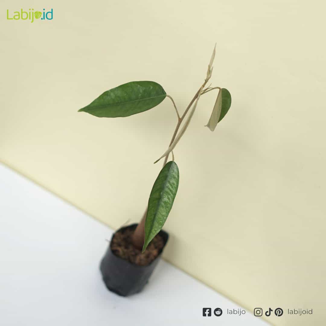 Durian Trees (Durian trees) live botanical specimen