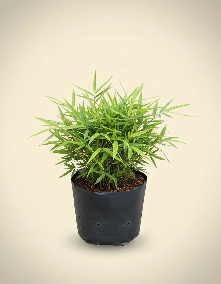Dwarf Bamboo Pleioblastus Pygmaeus (Dwarf bamboo) live botanical specimen