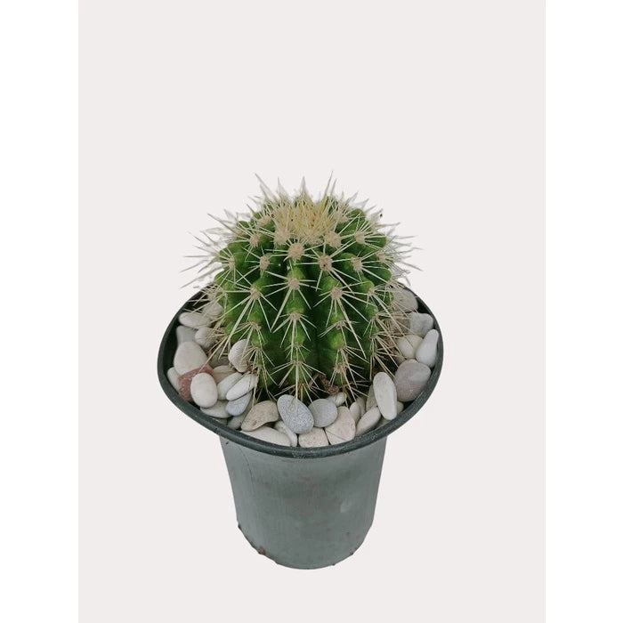Echinocactus Grusonii Medium Size (Echinocactus grusonii) live botanical specimen