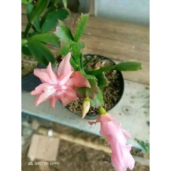 Epiphyllum Oxypetalum Orange Flower (Epiphyllum oxypetalum) live botanical specimen