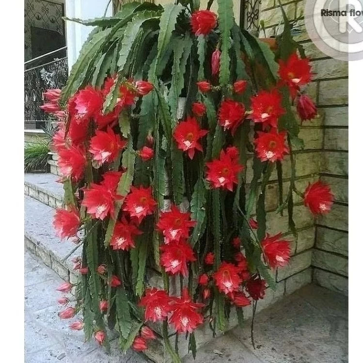 Epiphyllum Oxypetalum Red Flower