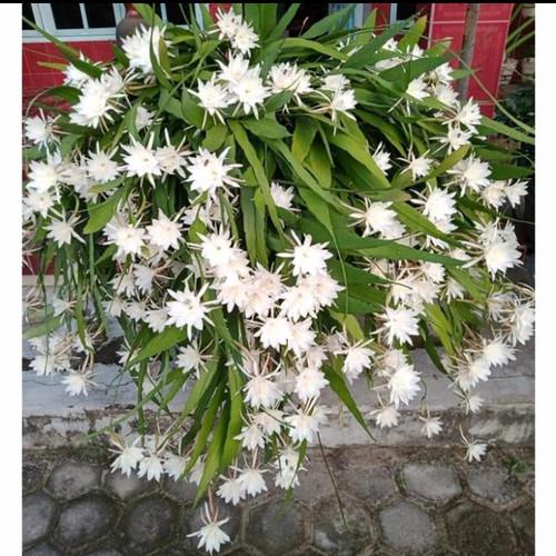 Epiphyllum Oxypetalum White Flower