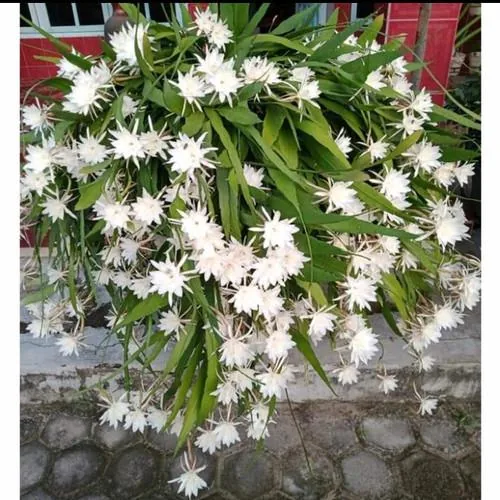 Epiphyllum Oxypetalum White Flower