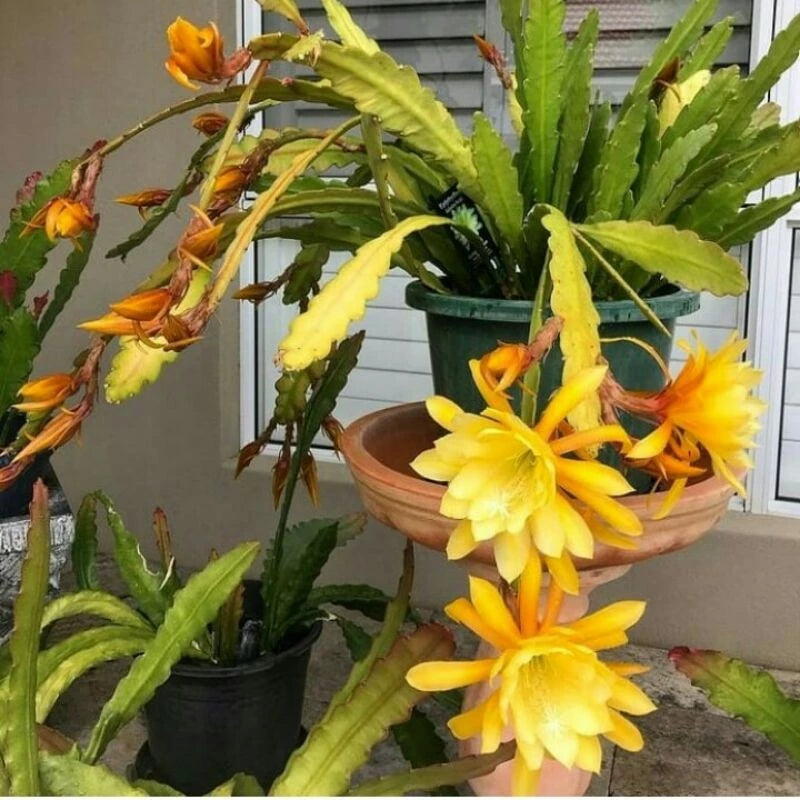 Epiphyllum Oxypetalum Yellow Flower
