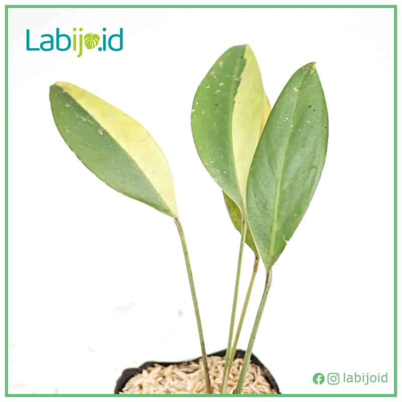 Epipremnum Amplissimum Variegated