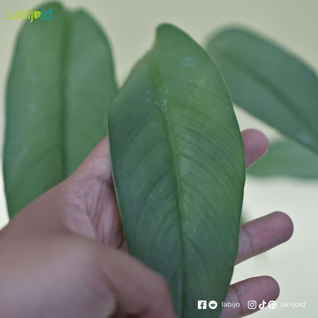 Epipremnum Giganteum Silver