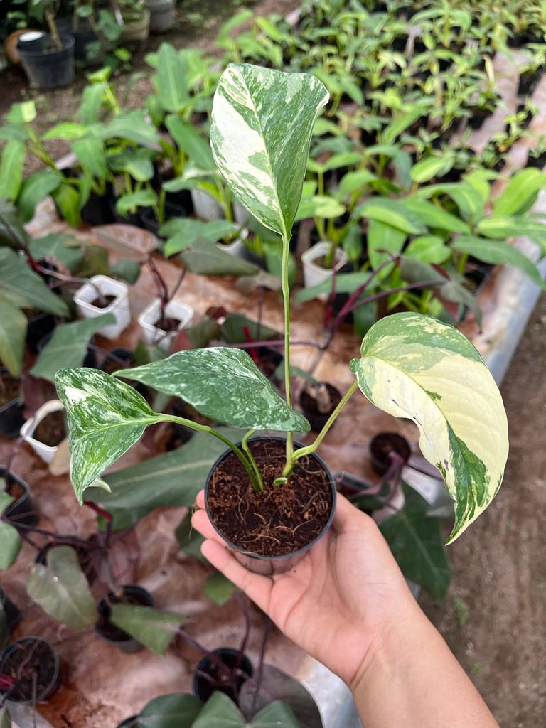 Epipremnum Pinnatum Variegated (Epipremnum pinnatum) live botanical specimen
