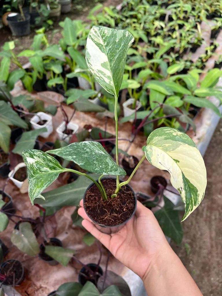 Epipremnum Pinnatum Variegated